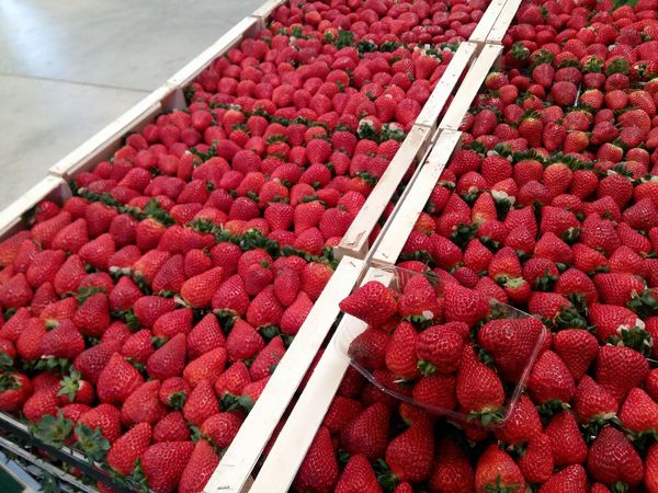 Strawberry from 그리스 supplied by Marinos S.A. - Red 신선 딸기