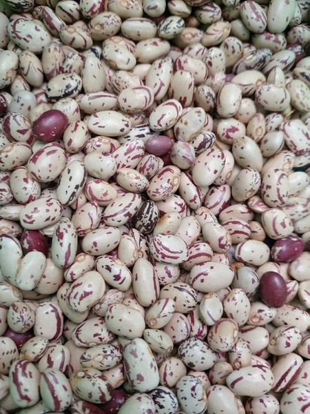 light speckled kidney bean from 우간다 supplied by LINK N GLOBAL COMMODITY (U) LTD. - 카넬리니 말린 강낭콩