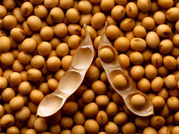 Soybean from 브라질 supplied by Soto Filhos Export - Raw (=Natural) 대두