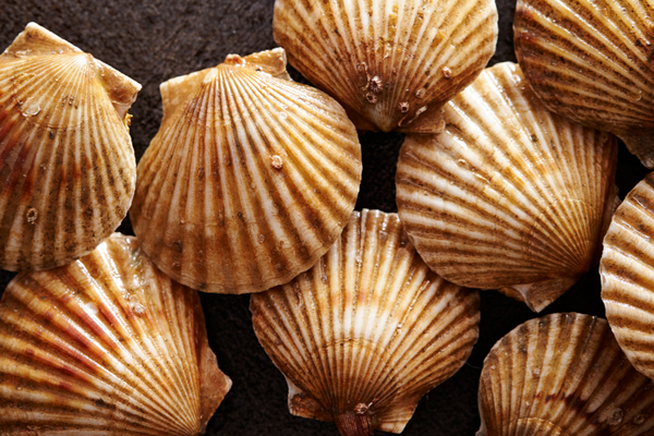 Scallop from South Africa supplied by Gordon's Bay Fisheries - Half Shell (=Half Shelled=Half Shucked) Frozen Scallop