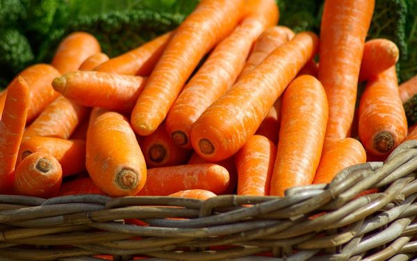 Carrot from Egypt supplied by Gadco Egypt - Whole Fresh Carrot