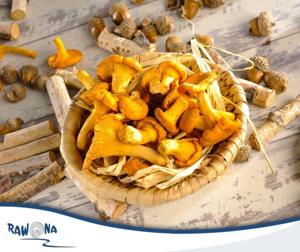 Chanterelle from Poland supplied by UPRAWA PIECZAREK Józef Piórko - Yellow Chanterelle Mushroom