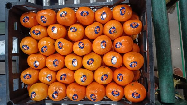 Mandarin from Egypt supplied by Alharameen for export&import - Sweet Fresh Mandarin