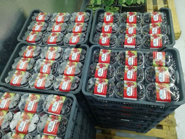 Cherries from Lebanon supplied by Cedrine.co - Pink Fresh Sweet Cherry
