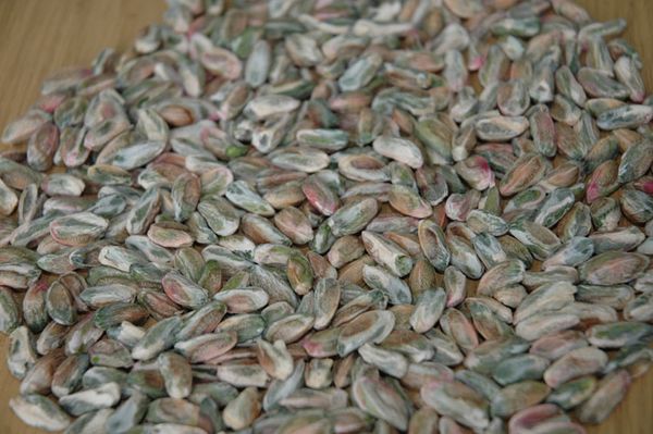 Pistachio from Turkiye supplied by Kiraz Nuts - In-shell Pistachio Kernel