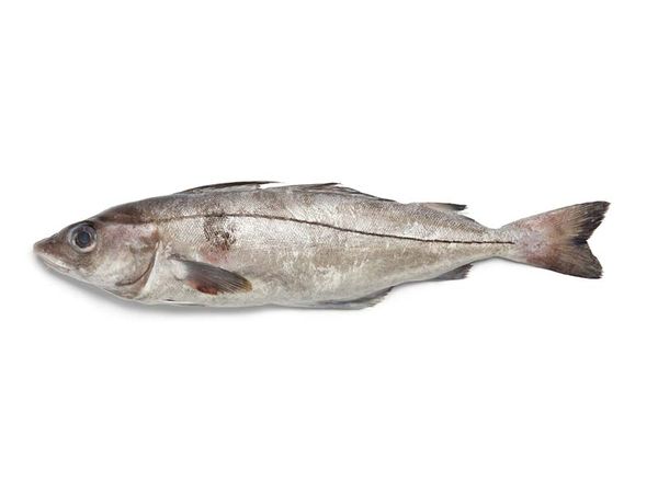 Fresh Haddock from Iceland supplied by FISK-Seafood - Whole (=In The Round) Frozen Haddock