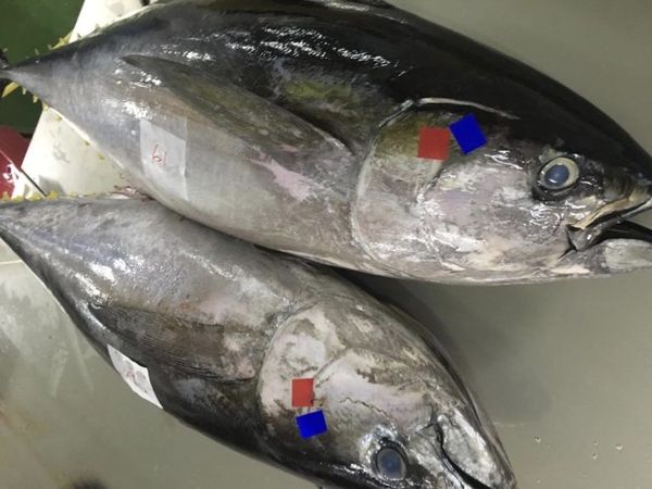 Fresh Tuna from Malaysia supplied by Alpha Ocean Resources Berhad - Large Tuna