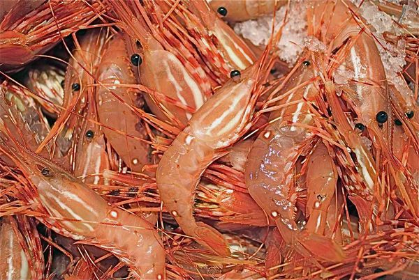 Prawns from 독일 supplied by Rud. Kanzow GmbH & Co. - Wallago (=Wallago attu=Boal Fish=Malli=Helicopter Catfish) 냉동 새우