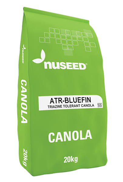 Canola Seed from Australia supplied by Nuseed Australia - Canola Canola Seed & Rapeseed