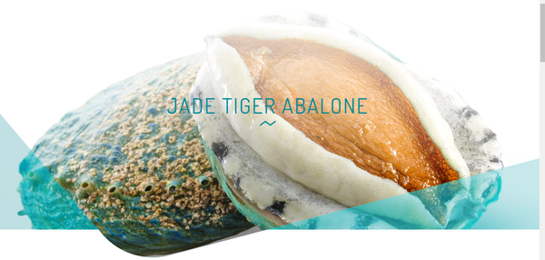 Jade Tiger Abalone from 호주 supplied by Craig Mostyn Group - Fresh (=Chilled=Raw) 신선 전복