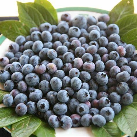 Fresh Blueberry from 폴란드 supplied by FRESH FRUIT SERVICES M&M Hermanowicz, A.Ryckaert Sp.J. - Highbush - Spartan 신선 블루베리
