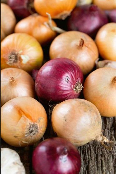Fresh Onion from 독일 supplied by Solanum Marketing Company mbH - Fresh (=Chilled) 신선 양파