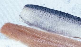 Frozen herring from Norway supplied by Vikomar AS - Fillet Herring