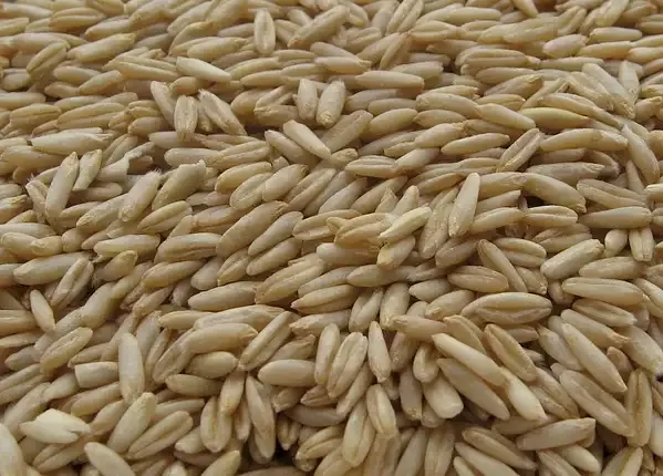 Oats from 영국 supplied by ADM Agriculture Ltd - Whole 귀리