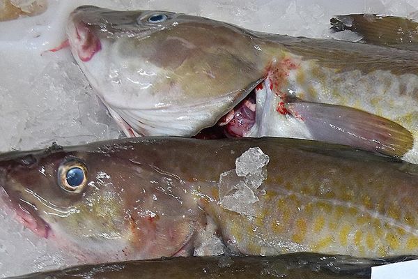 Cod from 노르웨이 supplied by BRØDRENE ARNTZEN AS - Fillet 냉동 대서양 대구