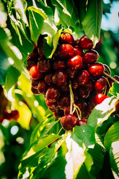 Cherries from United States supplied by Northern Fruit Company - Dark Red Fresh Sweet Cherry