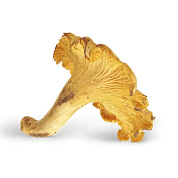 Chanterelle Mushroom from Italy supplied by Appennino Food Group S.p.a - Gold Bitter Orange (=Craterellus lutescens) Chanterelle Mushroom