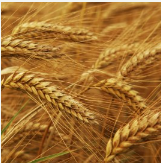 Wheat from South Africa supplied by Pakhouse Brands - Conventional Wheat