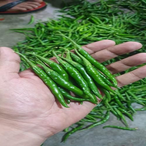 Green Chilli (Paper) from India supplied by Arjun foods - Conventional Green Peppercorn