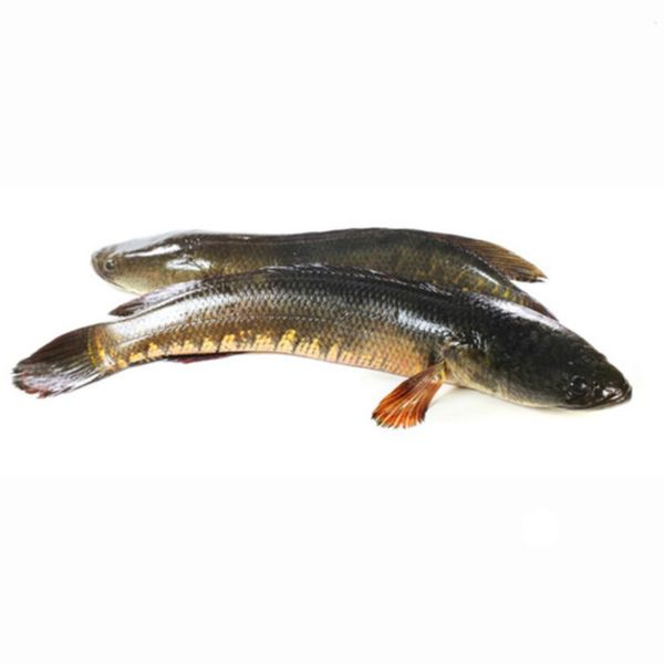 Frozen Snakehead from Vietnam supplied by KIM PHAT SEAFOOD IMPORT EXPORT CO., LTD - IVP (Individually Vacuum Packed) Frozen Snakehead