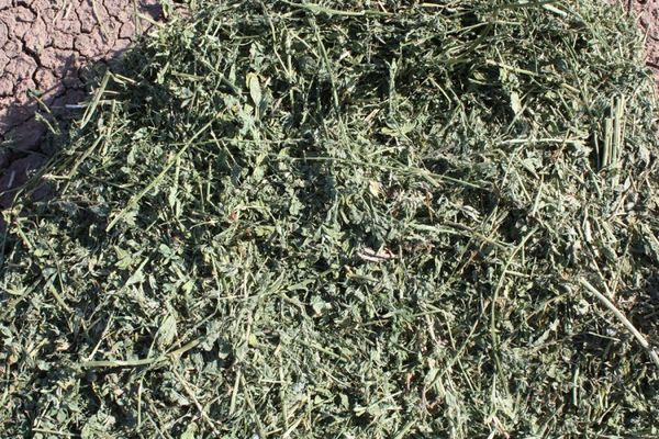 Alfalfa Hay from United States supplied by BORDER VALLEY TRADING - Green Alfalfa