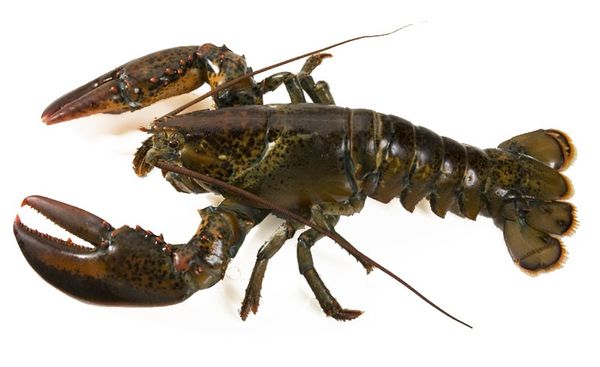 Live Lobster from Canada supplied by BMC Seafoods Ltd - American Lobster (=Homarus americanus=Atlantic Lobster=Maine Lobster=Northern Lobster=Canadian Lobster) Fresh Common Lobster