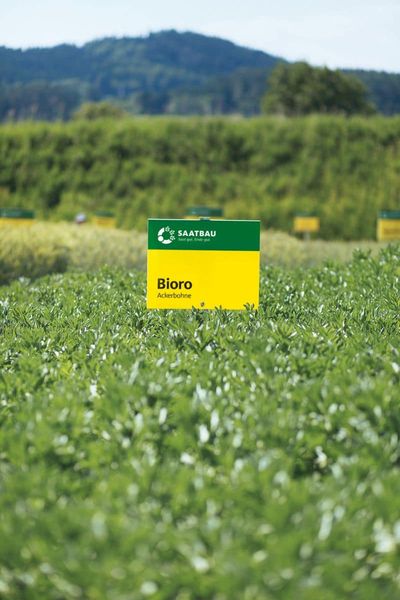 Faba Bean from 오스트리아 supplied by SAATBAU - Faba Bean 말린 일반 콩