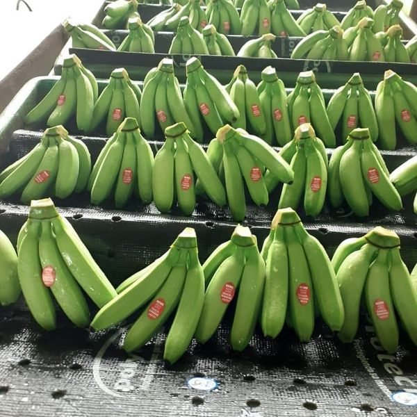 Fresh Whole Banana from Ecuador supplied by GRUPO IREN FRUITS, S.L. - Carton Box (=Cardboard Box) Fresh Banana