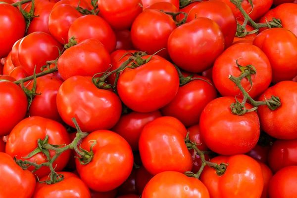 Fresh Tomato from 독일 supplied by Wallrabenstein GmbH - Whole 신선 토마토