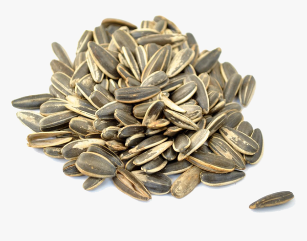Sunflower Seed from 러시아 supplied by AGROTERRA - 해바라기 씨