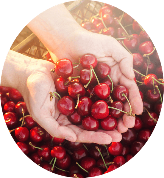 Cherry from 이탈리아 supplied by Pignataro - Fresh (=Chilled) 신선 체리