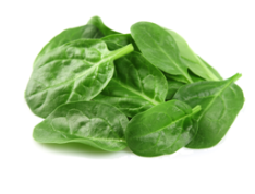 baby spinach from United States supplied by McEntire Produce - Green Fresh Spinach