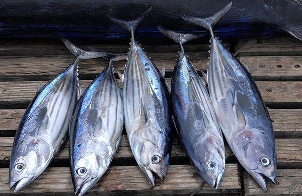 Skipjack Whole Tuna from 에콰도르 supplied by Pespesca S.A. - Fresh (=Chilled=Raw) 신선 가다랑어