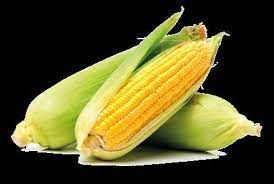 Maize from South Africa supplied by Sentraal Suid Co-operative Ltd - Yellow Maize (Corn)