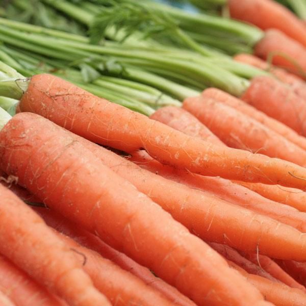 Fresh Organic Carrots from 프랑스 supplied by FERME RIEDOASIS - Orange 신선 당근