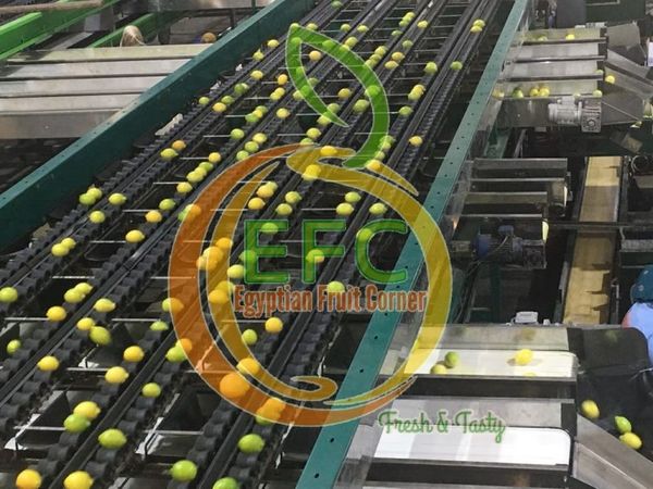 Lemon from 이집트 supplied by Egy Fruit Corner - 15 KG-TSCP 신선 레몬