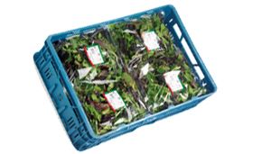 Lettuce from 벨기에 supplied by Belfrutex - Oak Leaf (=Gentile Oak Leaf=Green Oak Leaf=Red Oak Leaf) 신선 상추