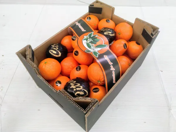 Fresh Whole Orange from Spain supplied by MELBA EXPORT - Carton Box - Open Top Fresh Orange