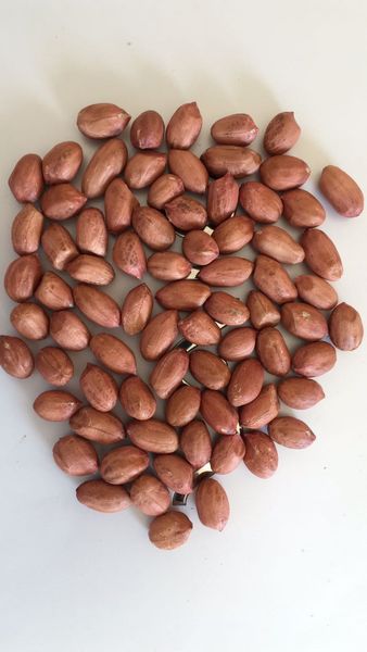peanuts from 인도 supplied by Credence Agri Commodities Solutions Pvt. Ltd. - EU Quality 땅콩 알맹이