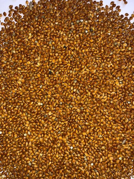 Yellow/Red millet from 영국 supplied by Adington Synergy LP - As per customer's request 곡물 주스