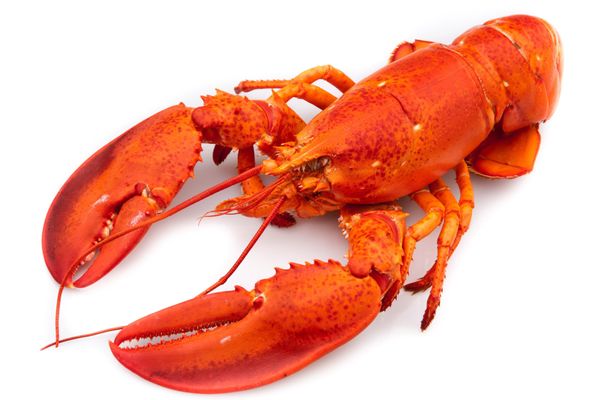 Lobster from 스페인 supplied by Euler fine food GmbH - Fresh (=Chilled=Raw) 신선 랍스터