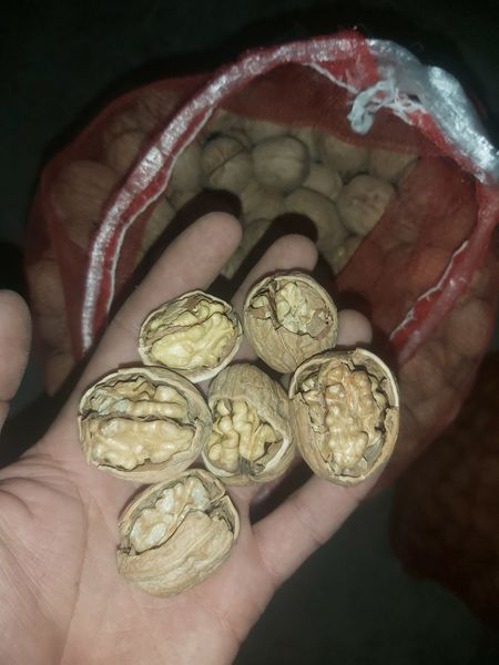 Walnuts from 우즈베키스탄 supplied by SAG Gardens - Light 80% 생호두