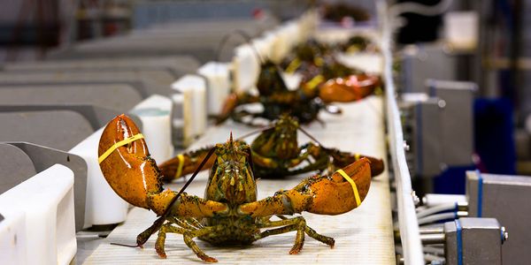 live lobster from United States supplied by Maine Coast - Hard Shell Fresh Common Lobster