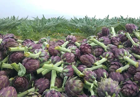 Artichoke from Israel supplied by Cherriessa - The Saada Farm - Purple Fresh Artichoke