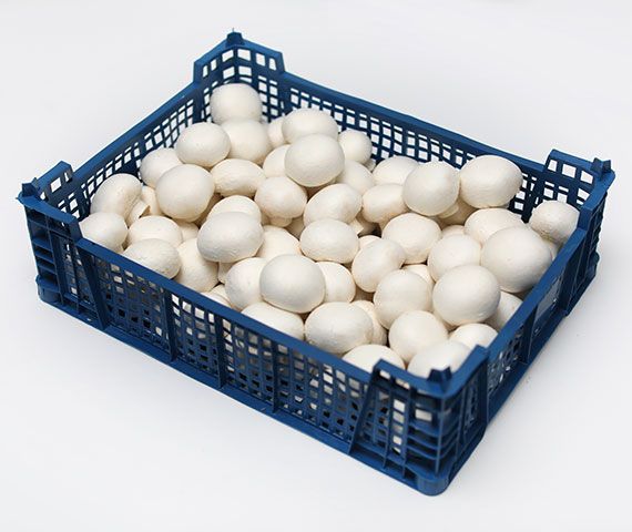 White Mushroom from Poland supplied by Grupa Producentów "Grzybowy Raj" Sp. z o.o. - Fresh (=Chilled) Fresh White Mushroom