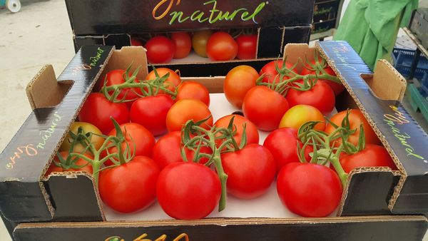 Tomato from 튀르키예 supplied by Asy Naturel - Cherry Varieties - Ciliegino (=Pachino) 신선 토마토