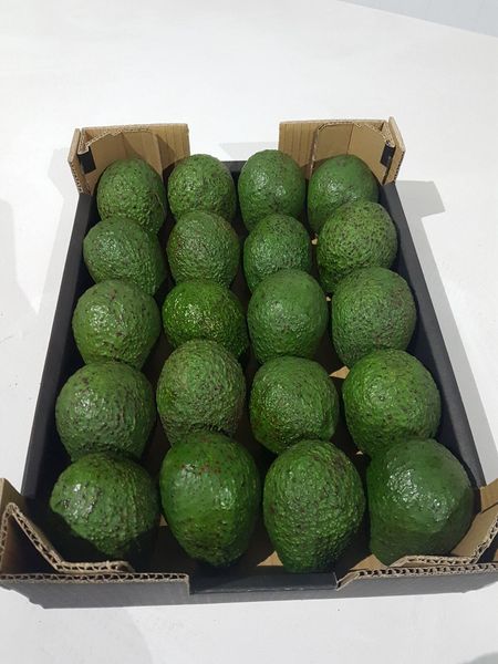Avocado hass from Colombia supplied by TROPIC ORGANIC COLOMBIA SAS - 144-157 g Fresh Avocado