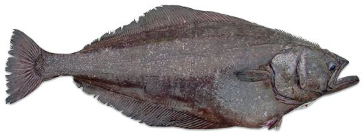 Fresh Halibut from 캐나다 supplied by Cusimer - Greenland Halibut (=Reinhardtius hippoglossoides =Greenland Turbot =Black Halibut =Blue Halibut =Lesser Halibut) 냉동 준치