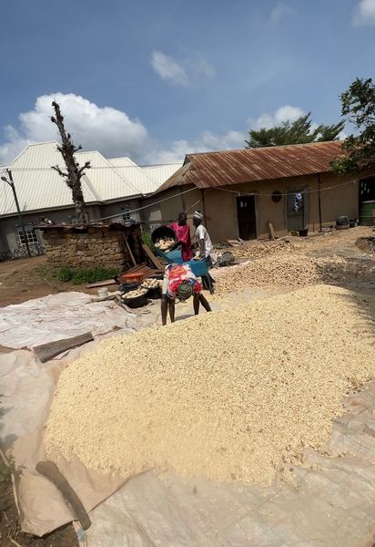 Maize grains from 나이지리아 supplied by Ivhillsltd - Whole 옥수수 씨