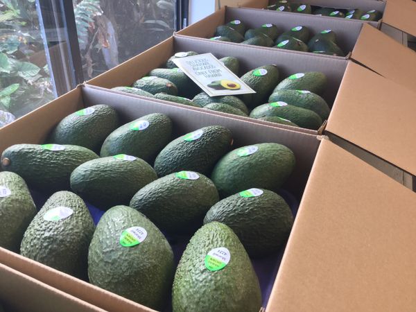 Fresh Avocado from United States supplied by Coxcor LLC, dba Kane Plantation Avocados - 25 lb, two layer tray Fresh Avocado